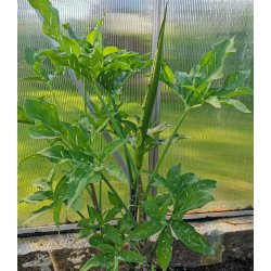 Dracunculus - Dragerod