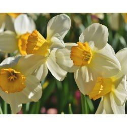 Blomsterl�g Oprydningspakke Insektvenlig XL