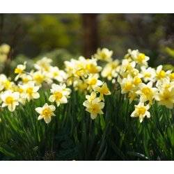 Dvrg pskelilje Eaton Song