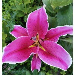 Lilium O/T, El Capitan