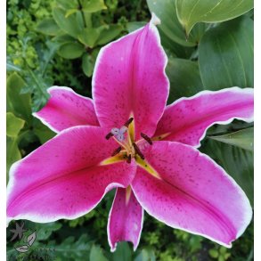 Lilium O/T, El Capitan