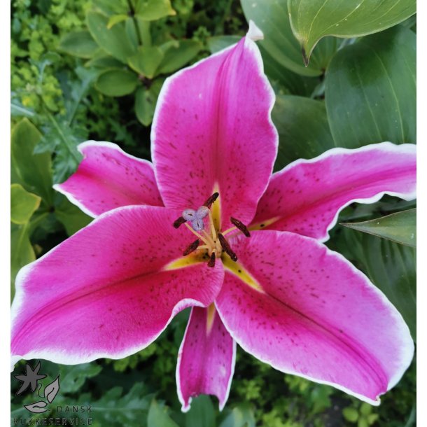 Lilium O/T, El Capitan