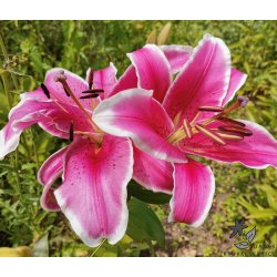 Lilium O/T, El Capitan