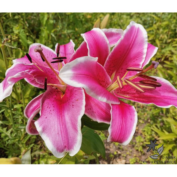Lilium O/T, El Capitan