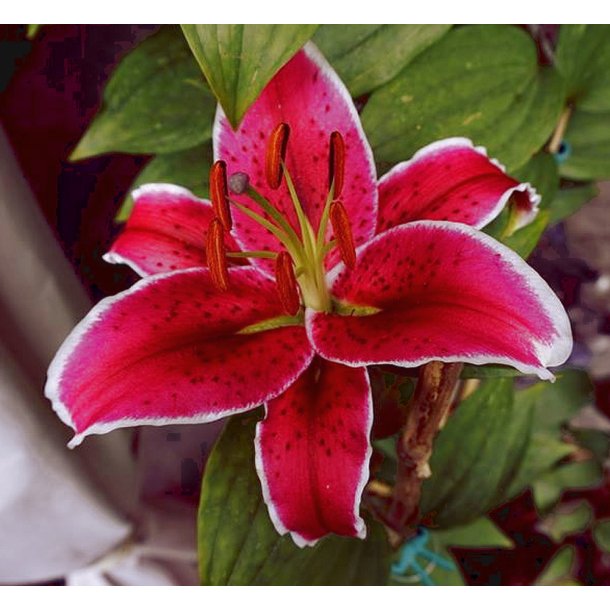 Lilium O/T, El Capitan