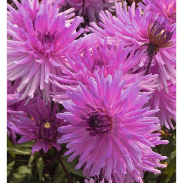 Dahlia Elga
