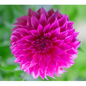 Dahlia Elma Elizabeth