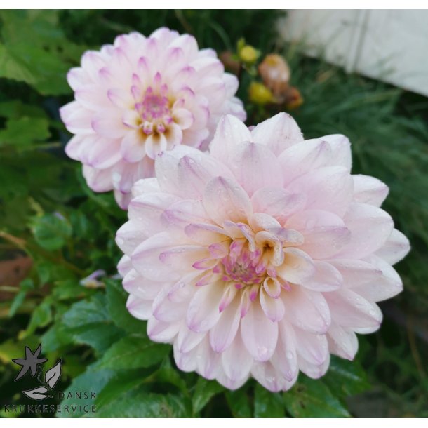 Dahlia Espacio