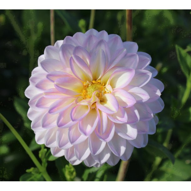Dahlia Espacio