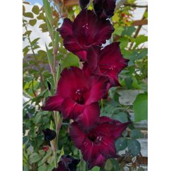 Gladiolus Espresso