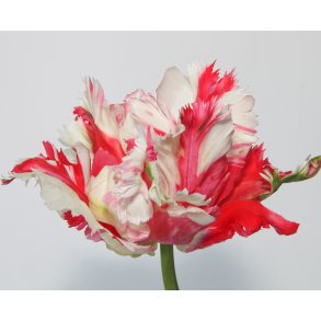 Tulipan Estella Rijnveld
