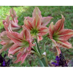 Hippeastrum Exotic Star