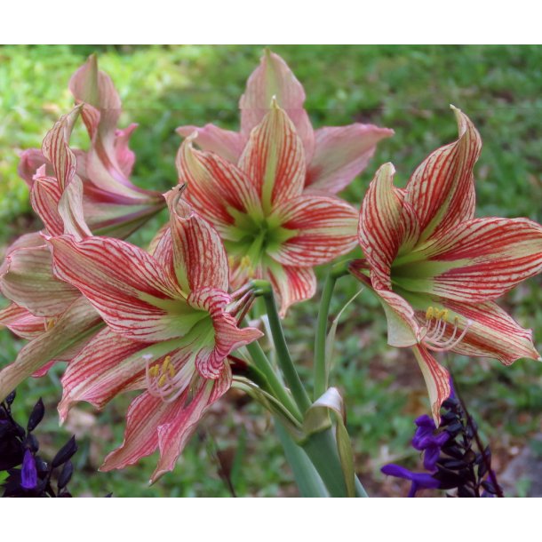 Hippeastrum Exotic Star