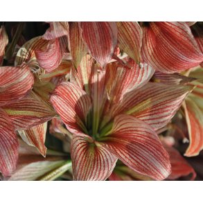 Hippeastrum Exotic Star