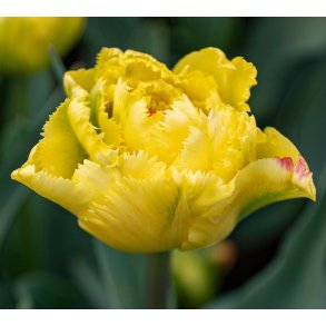 Tulipan Exotic Sun