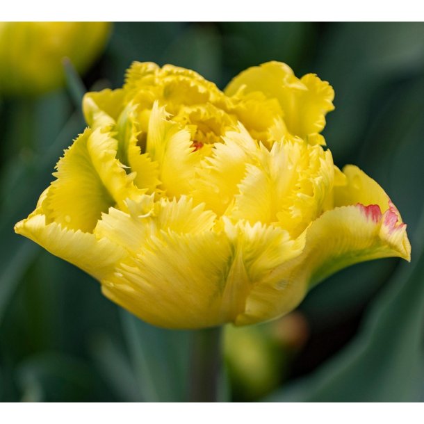 Tulipan Exotic Sun