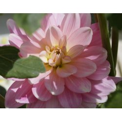 Dahlia Fairway Pilot