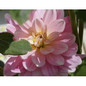 Dahlia Fairway Pilot