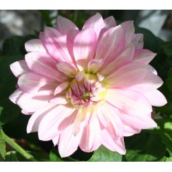 Dahlia Fairway Pilot