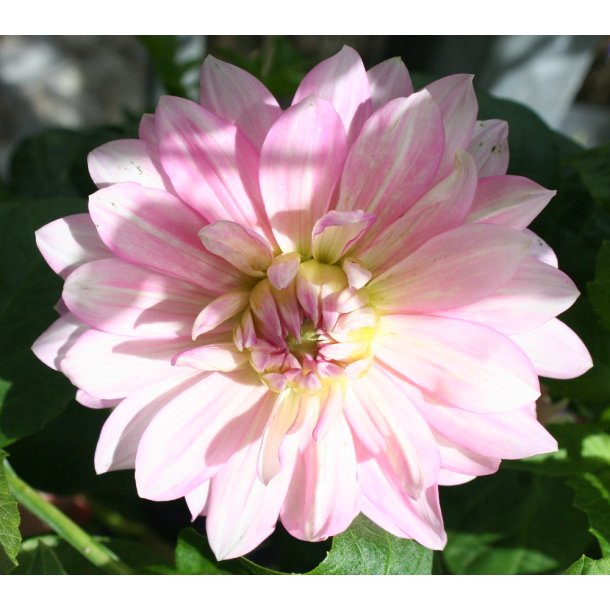 Dahlia Fairway Pilot