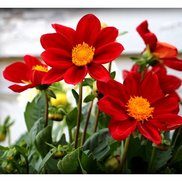 Dahlia Firebird