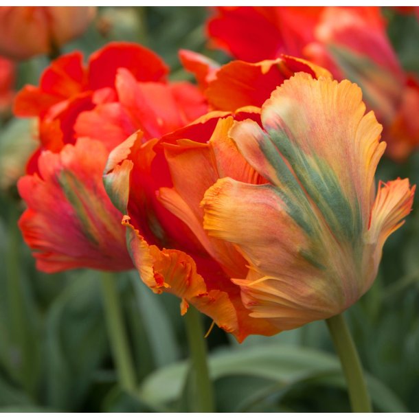 Tulipan Flower Power