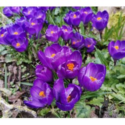 Blomsterl�g Oprydningspakke Insektvenlig