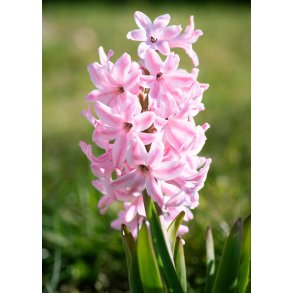 Hyacint til drivning, Lyserd