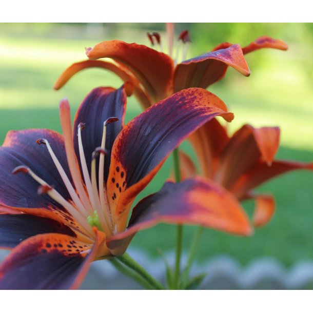 Lilium asiatica, Forever Susan