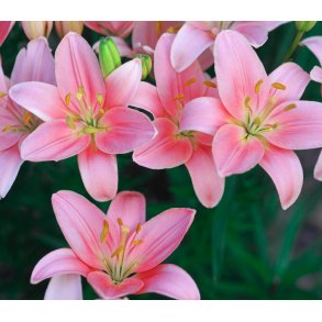 Lilium asiatica, Foxtrot