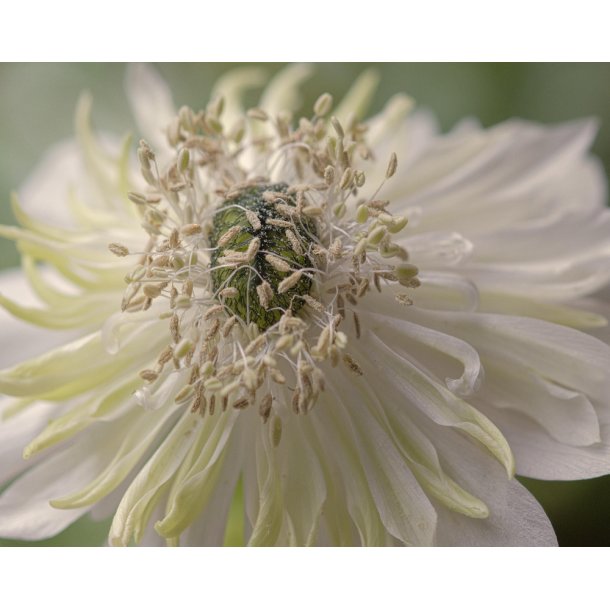 Anemone Mount Everest