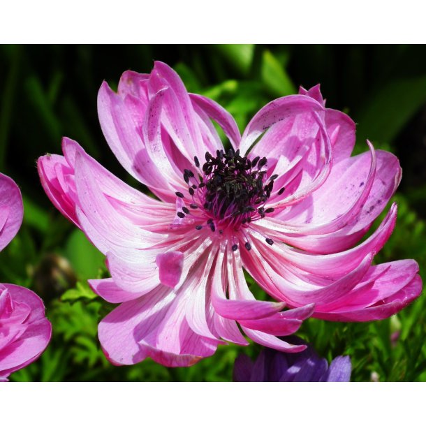 Anemone Admiral