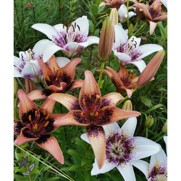 Lilium asiatica, Freckled Kiss Mix