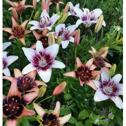 Lilium asiatica, Freckled Kiss Mix