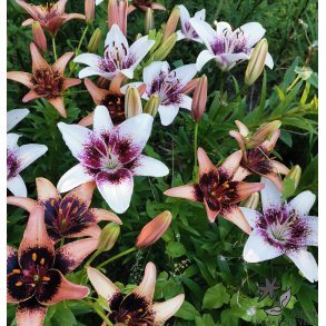 Lilium asiatica, Freckled Kiss Mix