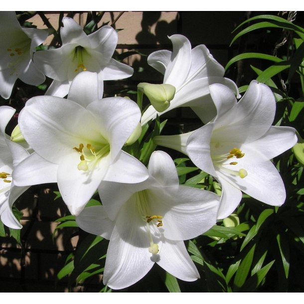 Lilium LO,  Fredo