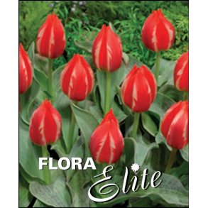 Tulipan Friendly Fire