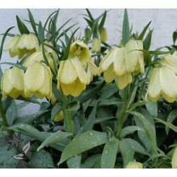 Fritillaria pallidiflora