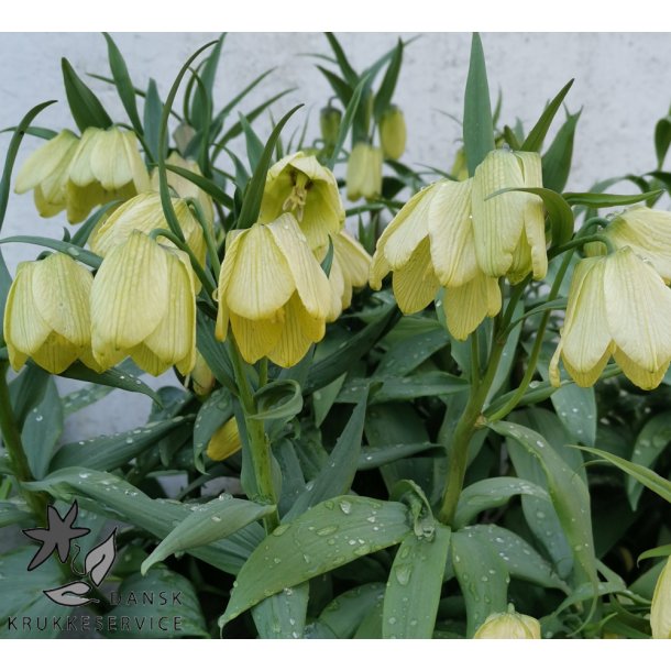 Fritillaria pallidiflora