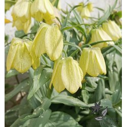 Fritillaria pallidiflora