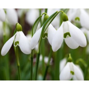 Vintergk Mount Everest