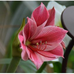 Hippeastrum Gervase