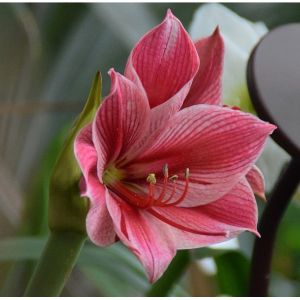 Hippeastrum Gervase