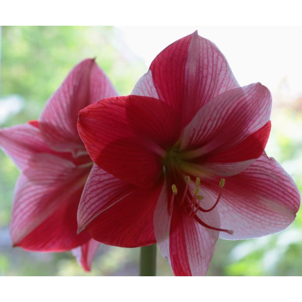Hippeastrum Gervase