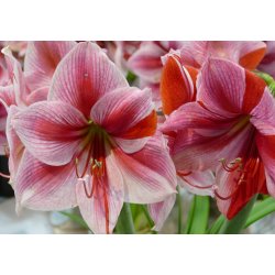Hippeastrum Gervase