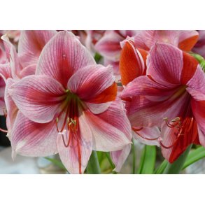 Hippeastrum Gervase
