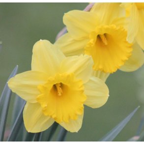 Pskelilje Gigantic Star