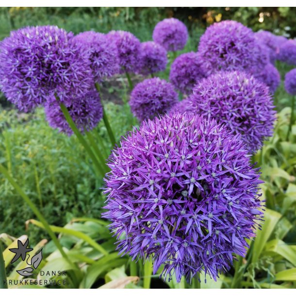 Prydl�g Globemaster