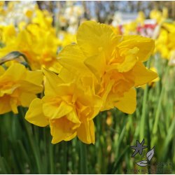 Dobbelt p�skelilje Golden Delicious