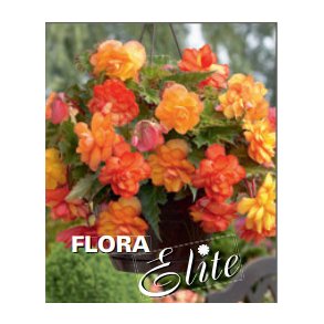 Begonia Golden Wave, 3 knolde